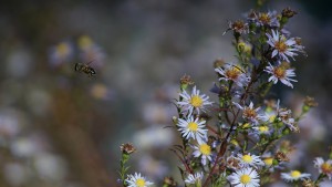 Biene unterwegs im Herbst Biene unterwegs im Herbst