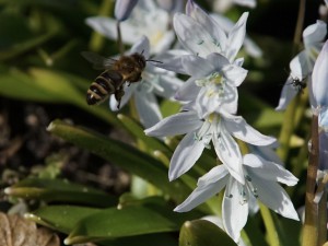 Biene vor Sternhyazinthe Biene vor Sternhyazinthe