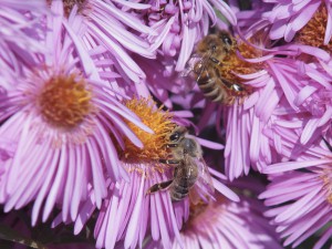 Bienen in Herbstastern Bienen in Herbstastern