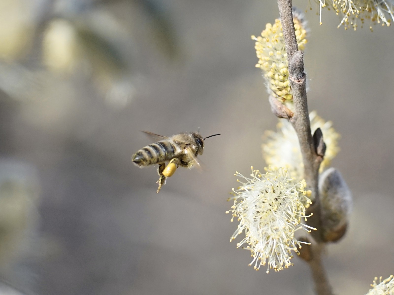 Bienenflug zum Palmkätzchen Bienenflug zum Palmkätzchen