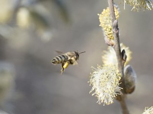 Bienenflug zum Palmkätzchen Bienenflug zum Palmkätzchen