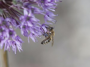 Bienenfreude Bienenfreude