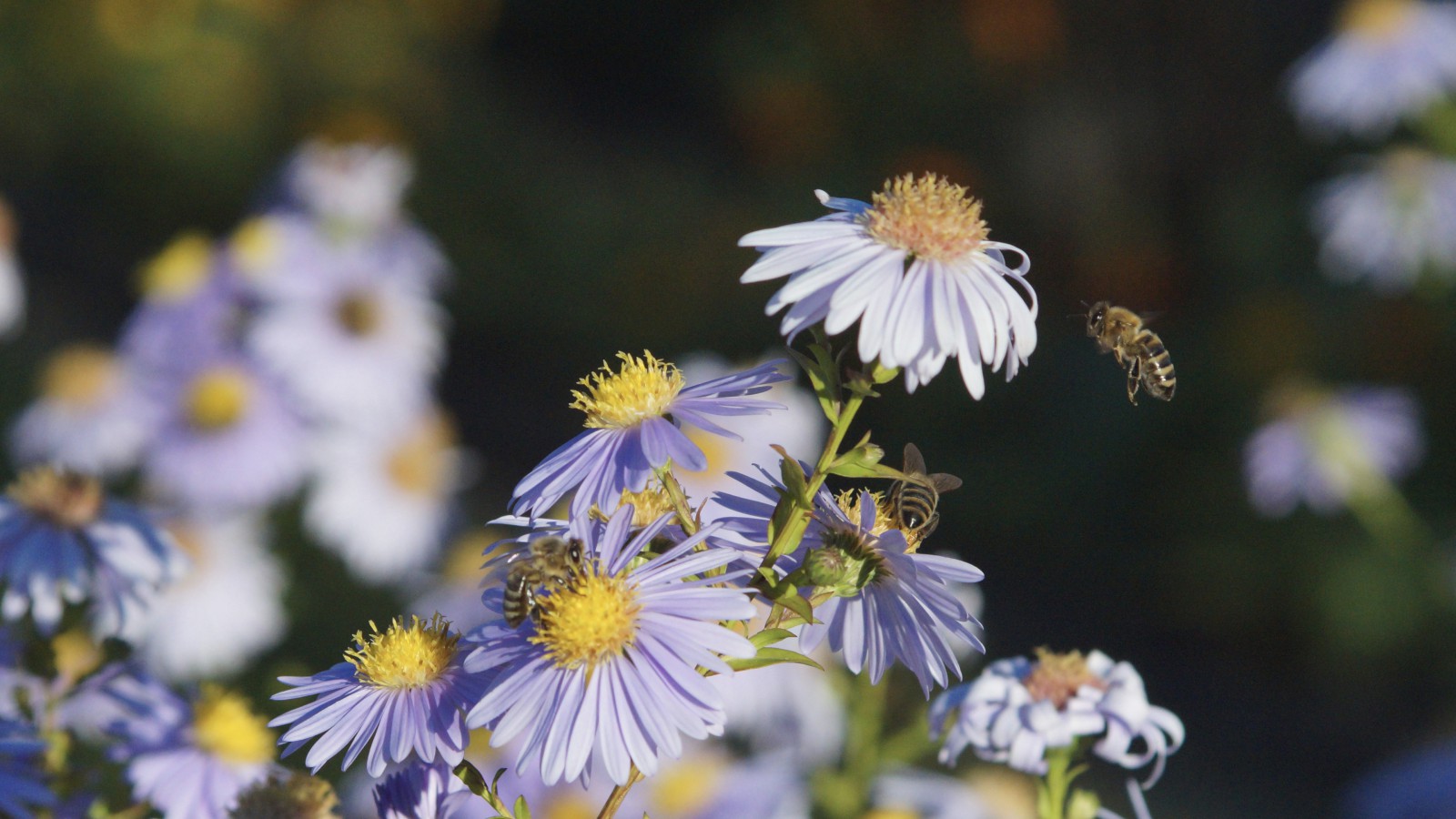 Bienentrio auf Herbstastern Bienentrio auf Herbstastern