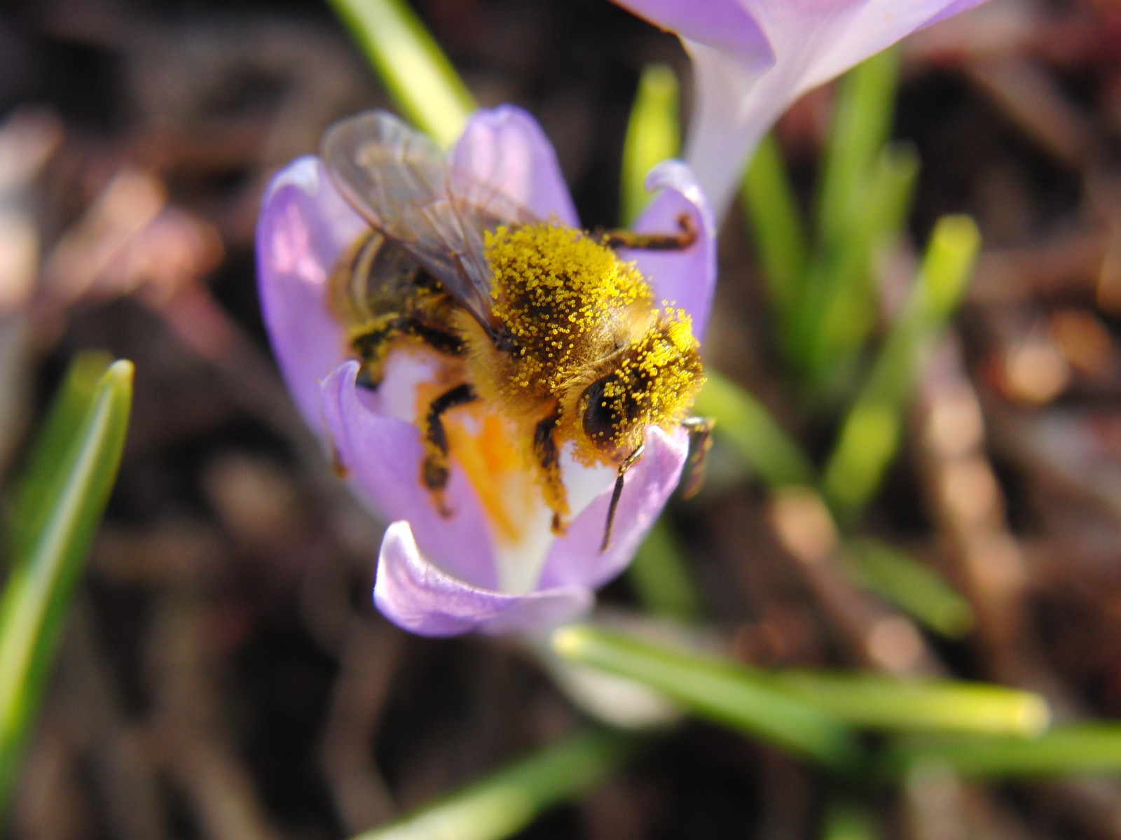 Blütenstaub vom Krokusbad Blütenstaub vom Krokusbad