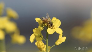 Die verlockende Rapsblüte Die verlockende Rapsblüte