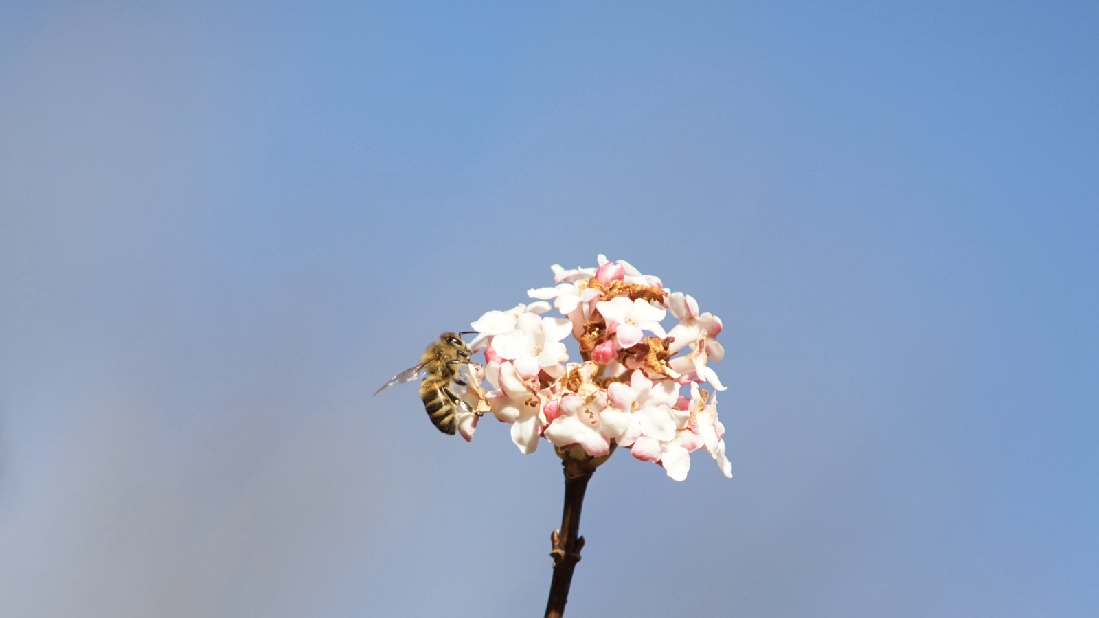 Erste Biene 2023 Erste Biene 2023