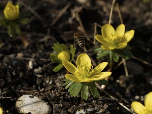 Erste Biene unterwegs Erste Biene unterwegs