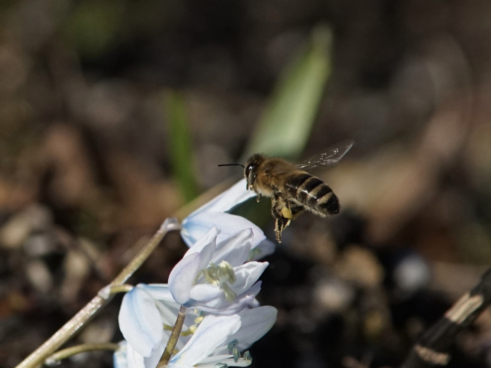 Erste Nektarsammler unterwegs Erste Nektarsammler unterwegs