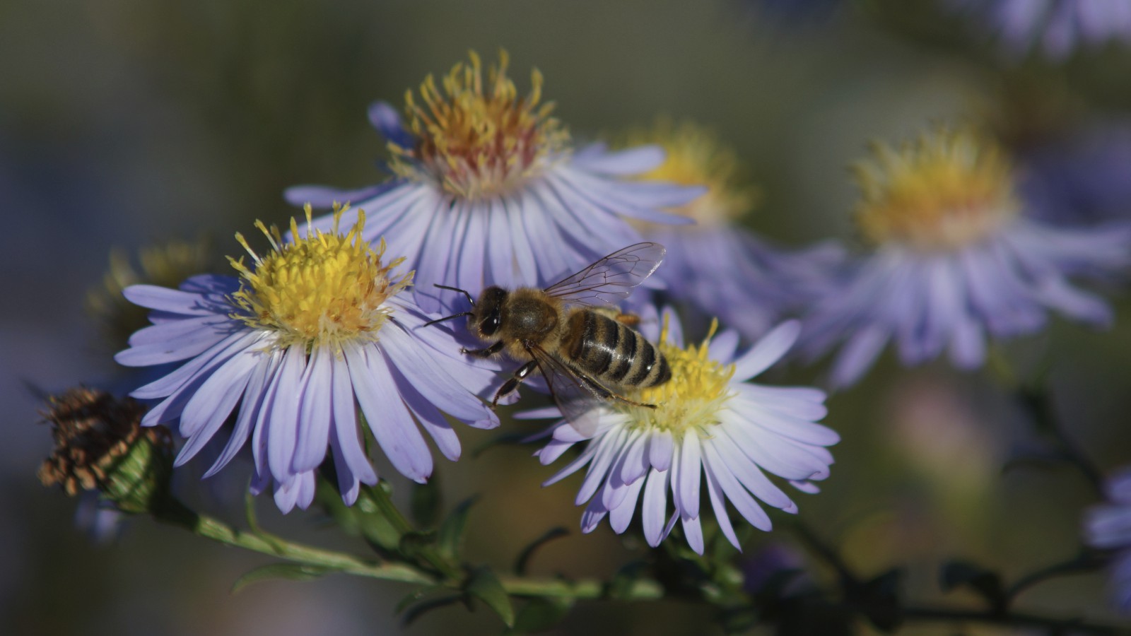 Fleißig von einer zur anderen Blüte Fleißig von einer zur anderen Blüte