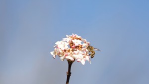 Fleißige Biene im Januar Fleißige Biene im Januar