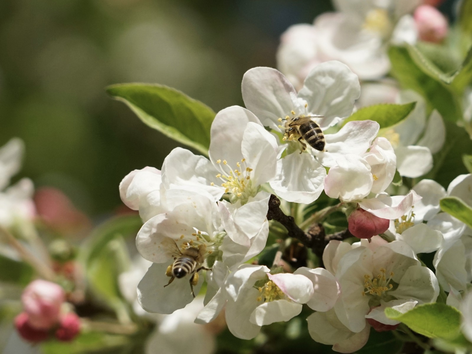 Fleißiges Bienenduo Fleißiges Bienenduo