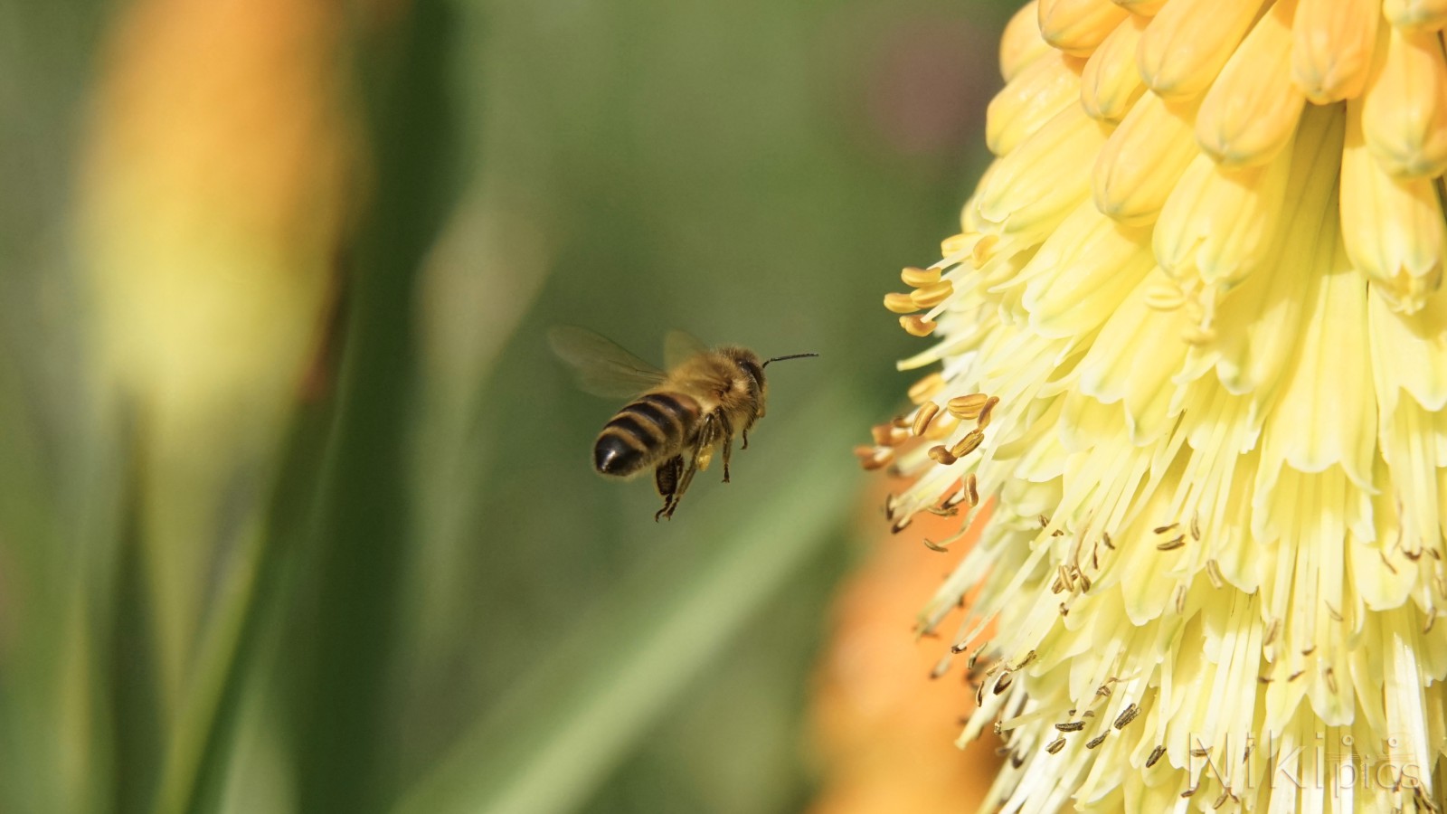 Flug zur Feuerkerze Flug zur Feuerkerze
