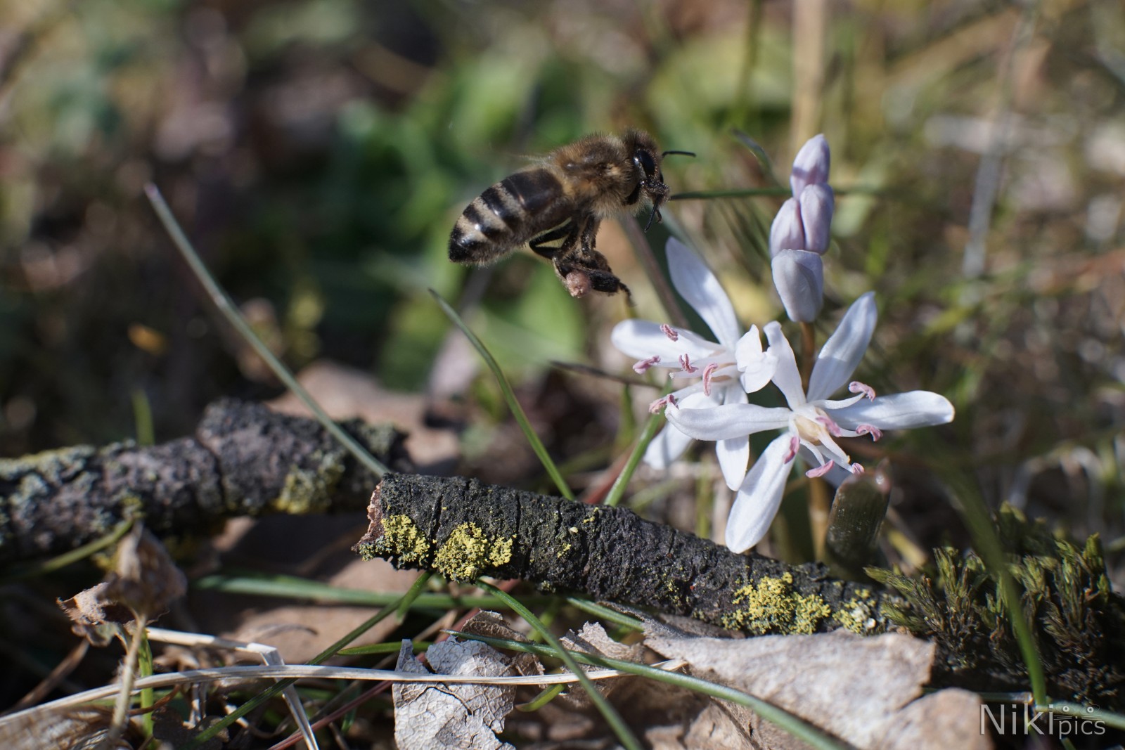 Frühlingsausflug zum Nektarsammeln Frühlingsausflug zum Nektarsammeln