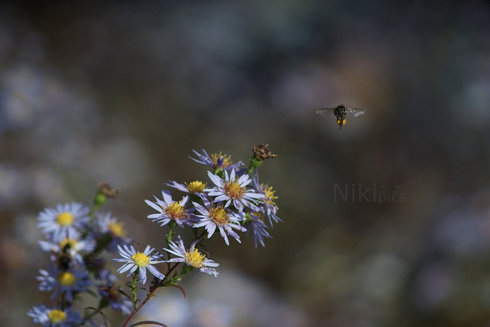 Herbstpollen hamstern Herbstpollen hamstern