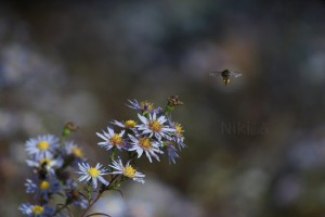 Herbstpollen hamstern Herbstpollen hamstern