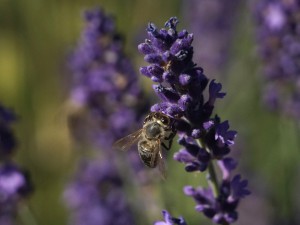 Hmm lecker Lavendel Hmm lecker Lavendel