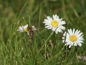 Hoch aufs Gänseblümchen Hoch aufs Gänseblümchen
