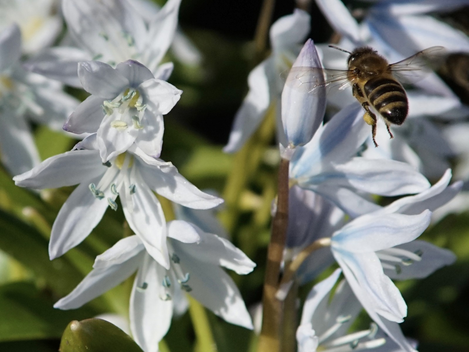 Im Anflug zu den Blüten Im Anflug zu den Blüten