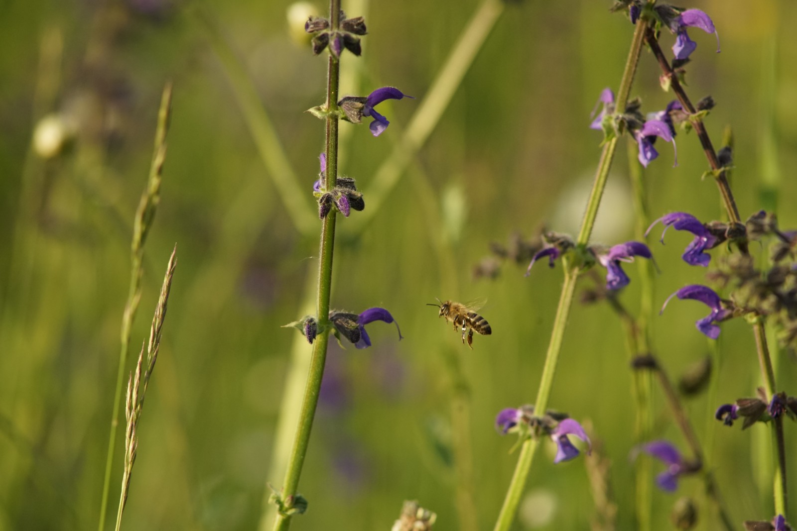 In der Wiese unterwegs In der Wiese unterwegs