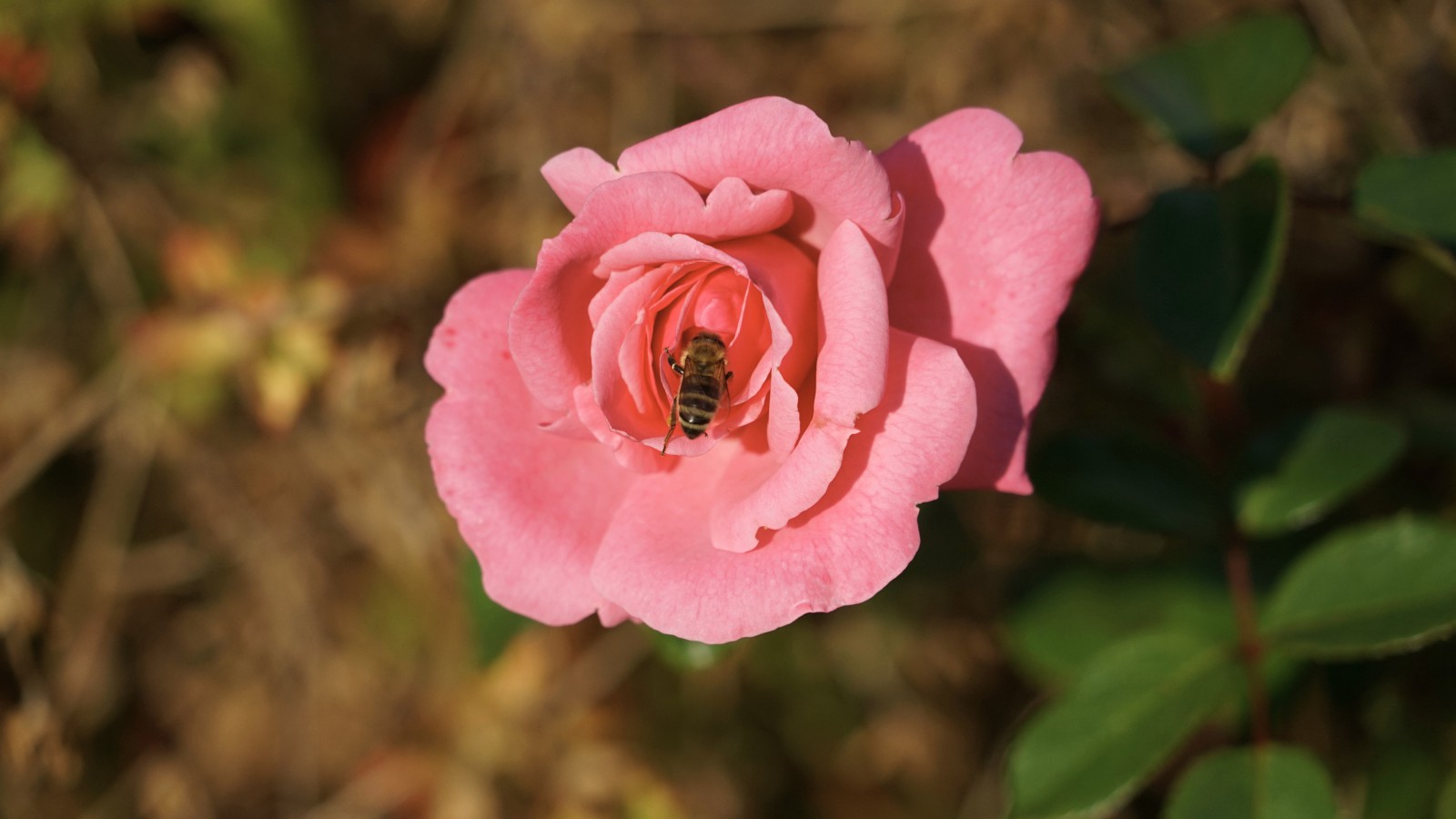 Ist da noch Nektar Ist da noch Nektar