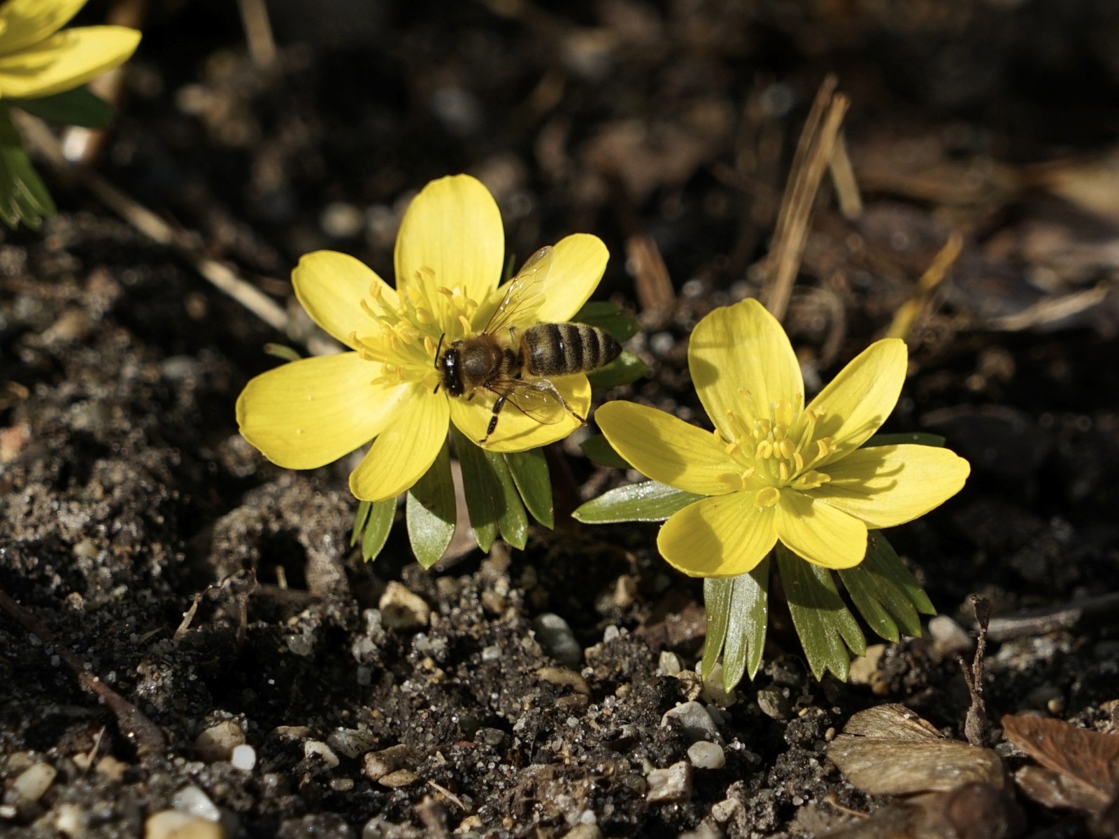 Kleine Biene auf Winterlinge Kleine Biene auf Winterlinge