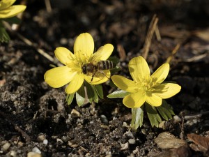Kleine Biene auf Winterlinge Kleine Biene auf Winterlinge