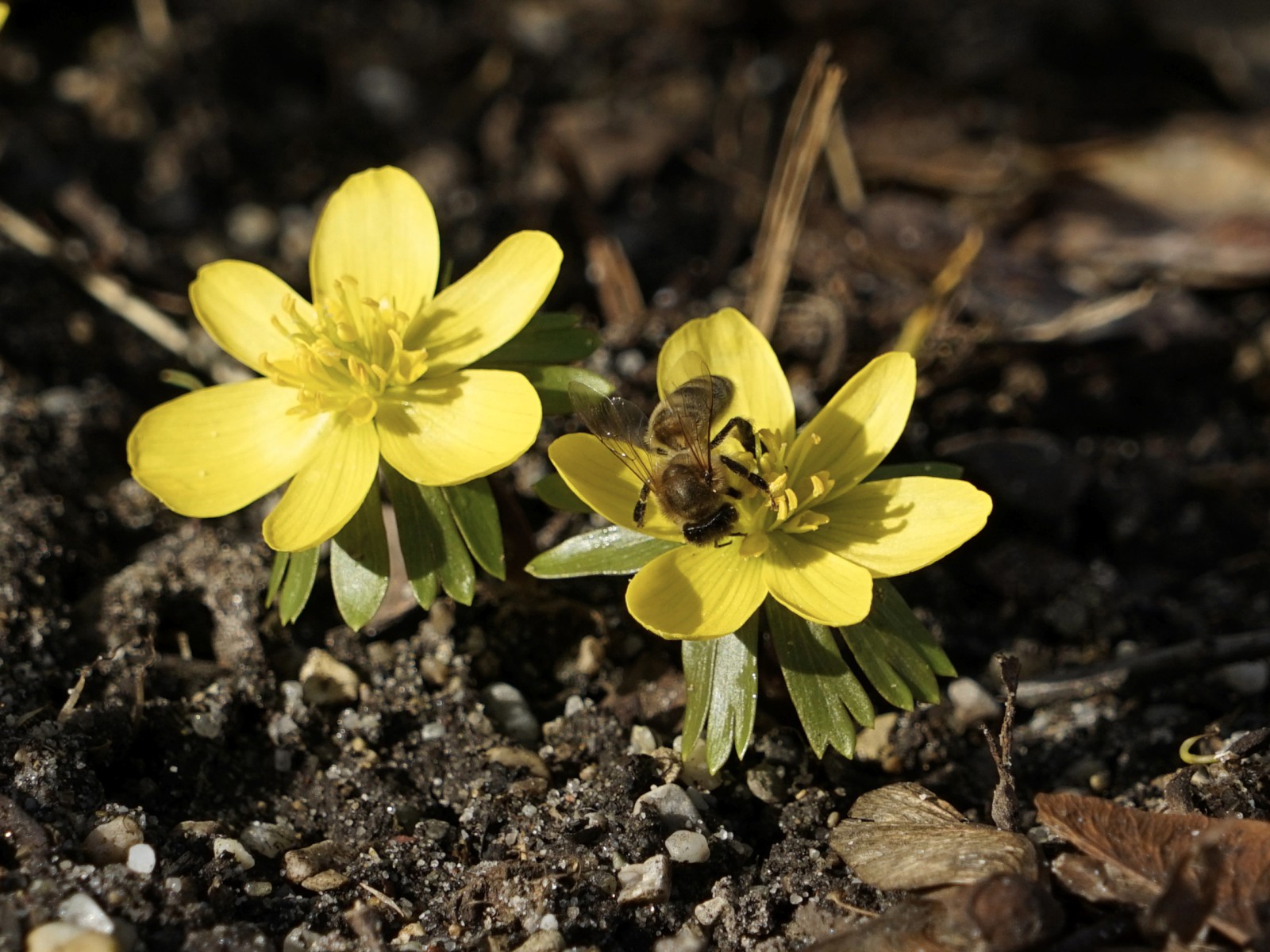 Kleine Biene auf Winterlingsblüte Kleine Biene auf Winterlingsblüte