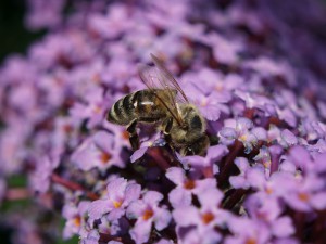 Kopfüber in den Sommerflieder Kopfüber in den Sommerflieder