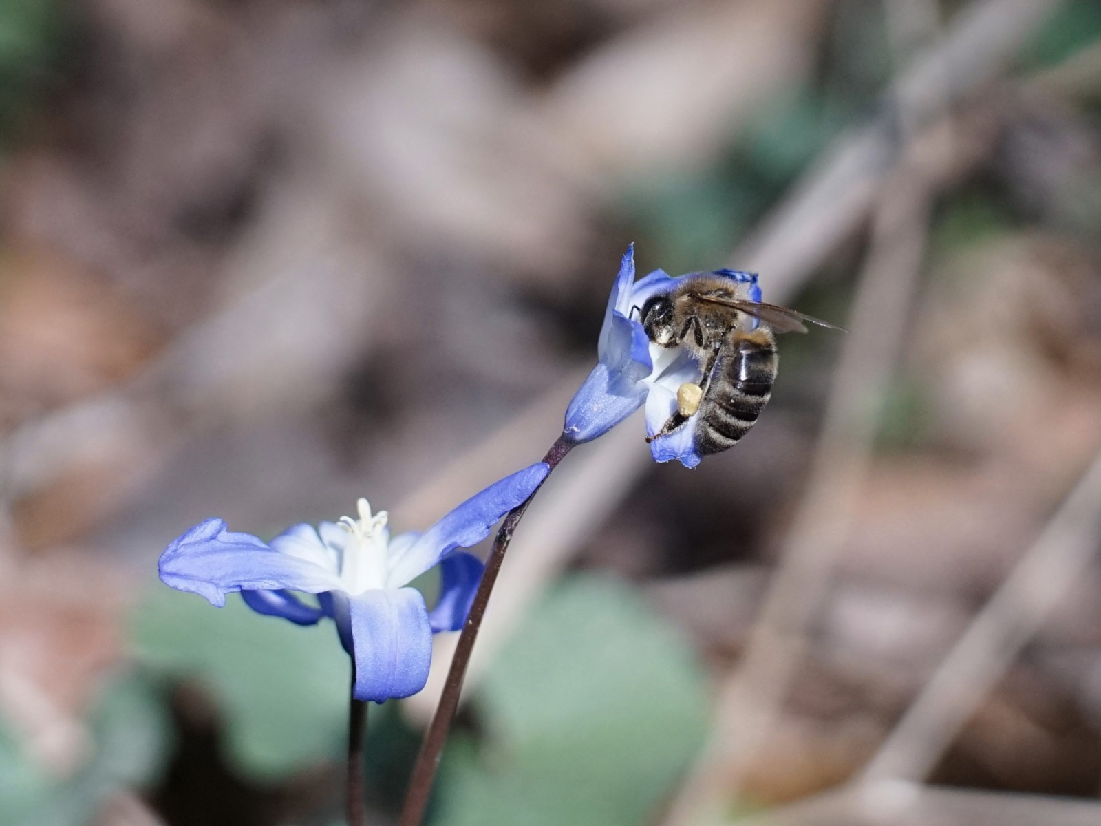 Lecker Blaustern Nektar Lecker Blaustern Nektar