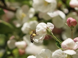 Leckere Apfelblüte Leckere Apfelblüte