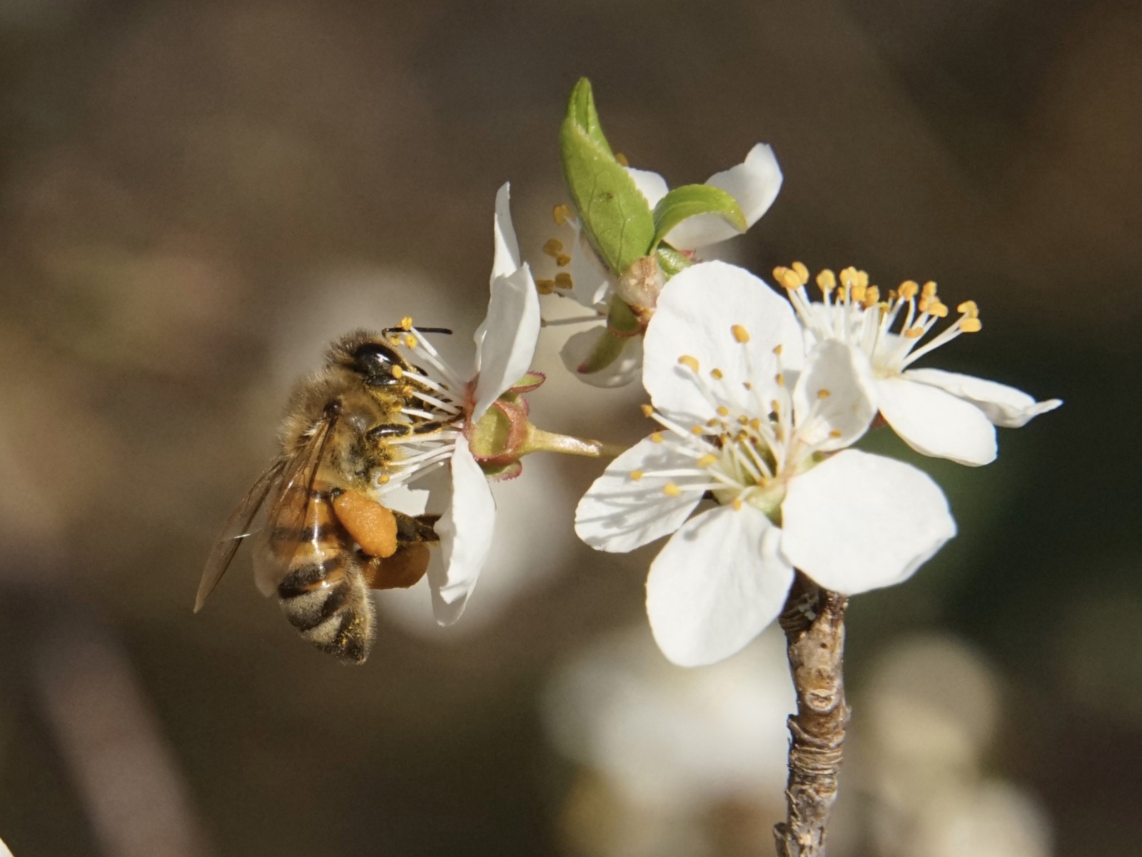 Leckerer Nektar Leckerer Nektar