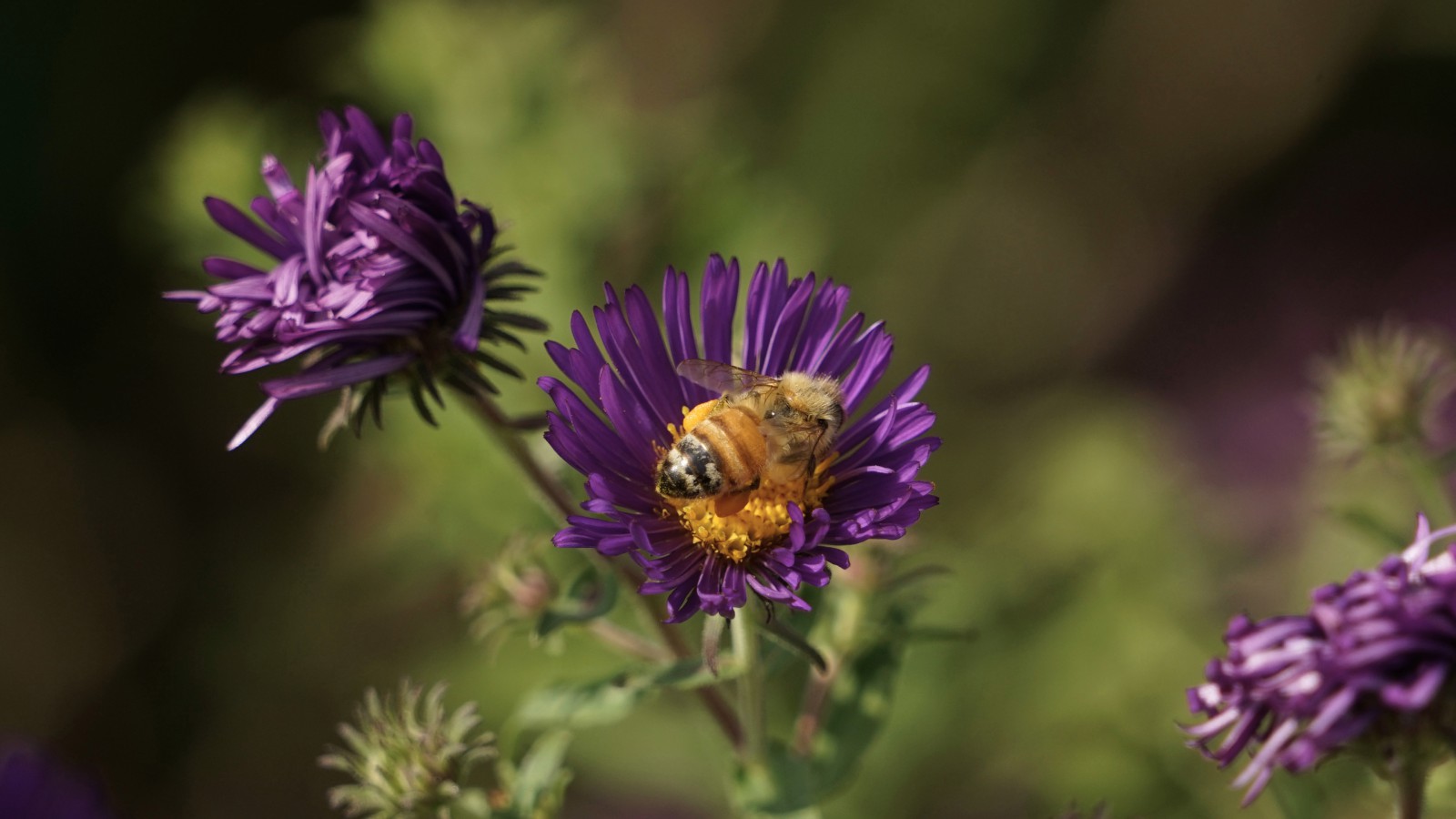 Lila Herbstfreude Lila Herbstfreude