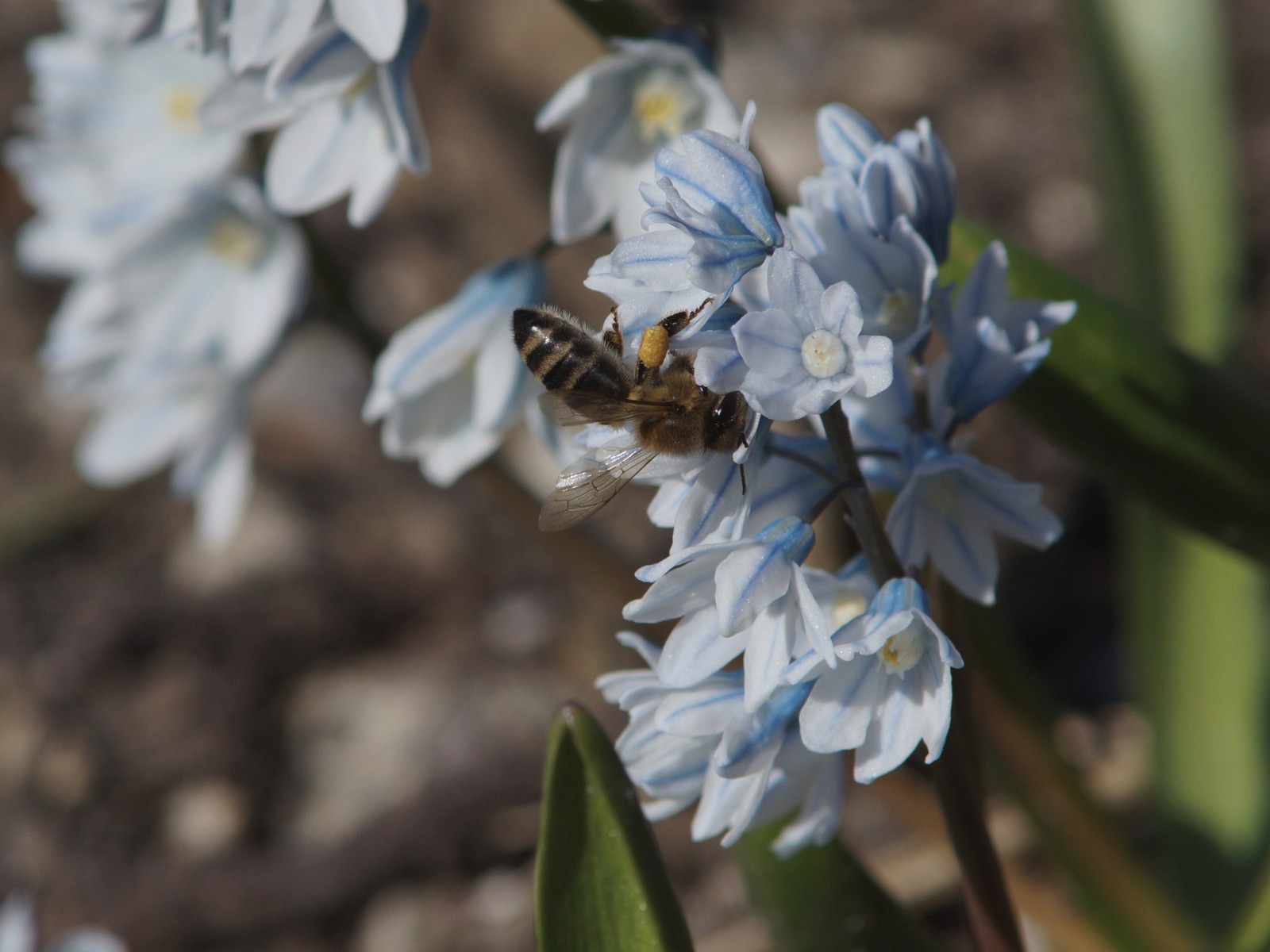 Münchner Biene im Westpark auf blau weisser Blüte Münchner Biene im Westpark auf blau weisser Blüte