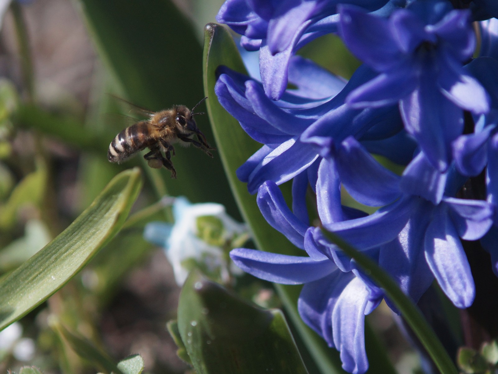 Münchner Biene unterwegs Münchner Biene unterwegs