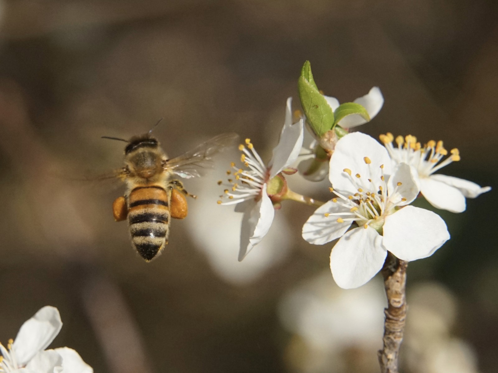 Nachhause mit den vollen Hosen Nachhause mit den vollen Hosen