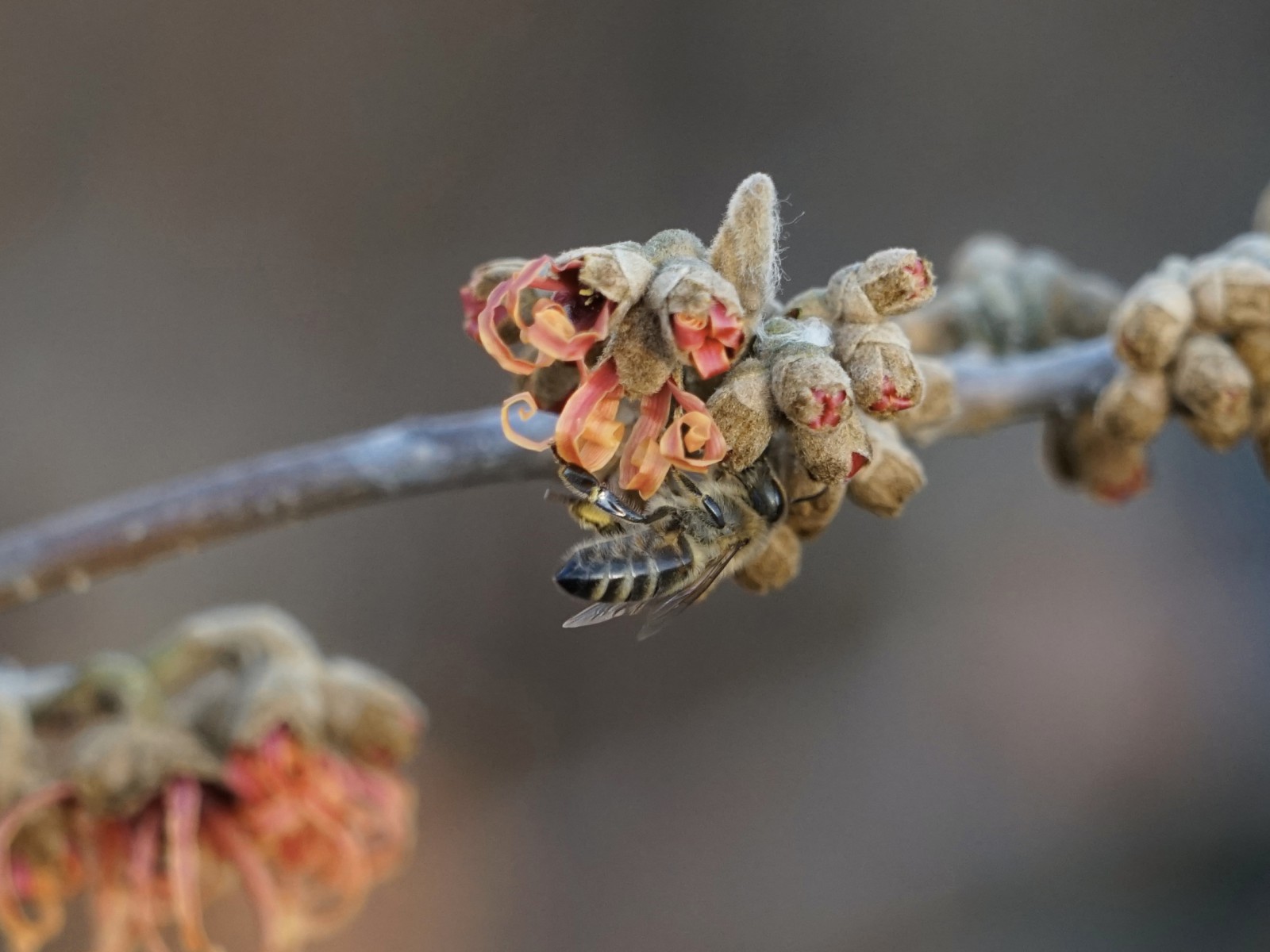 Necktarsuche der Biene im Januar 2022 Necktarsuche der Biene im Januar 2022