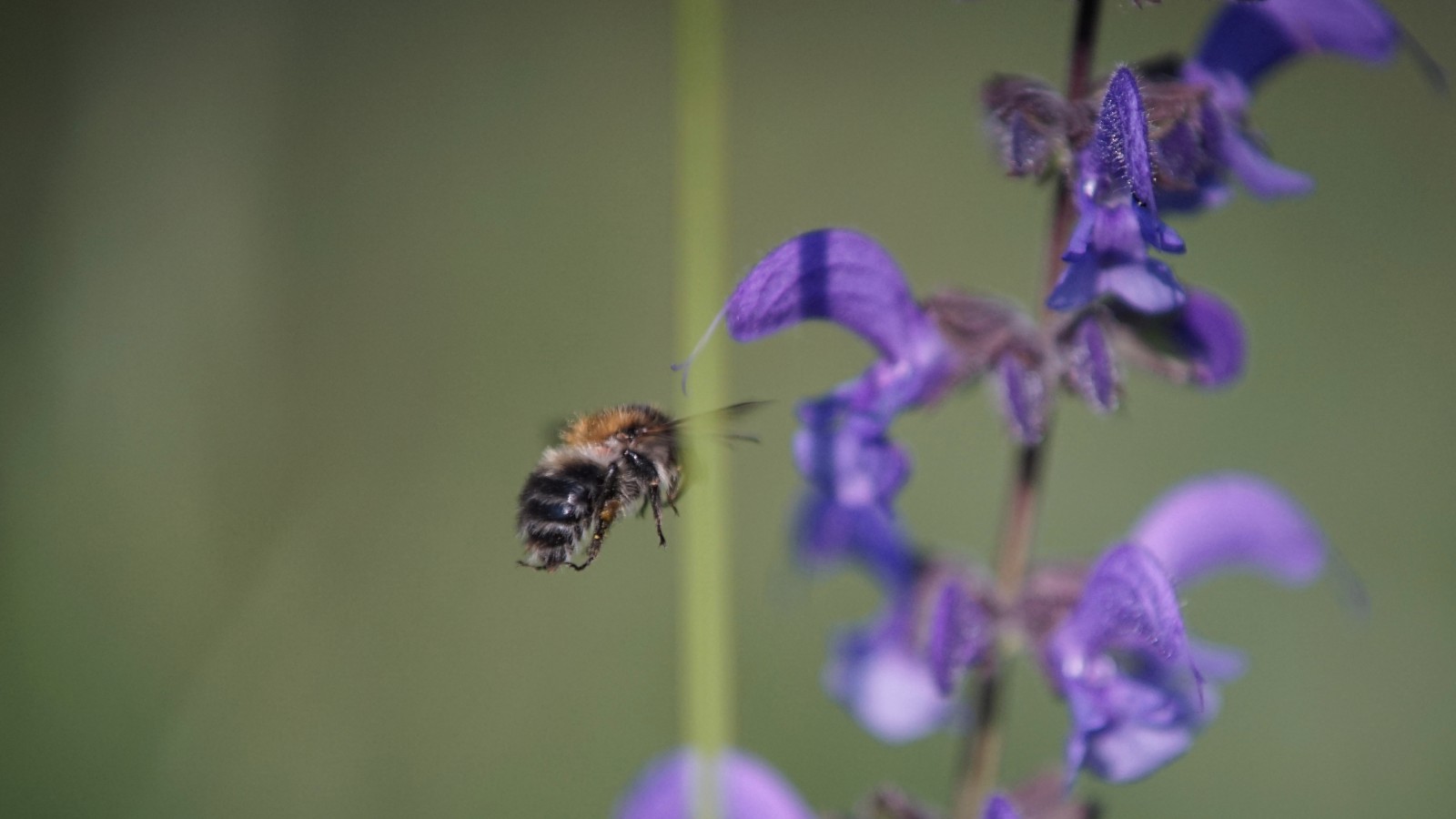 Nektar in Sicht Nektar in Sicht