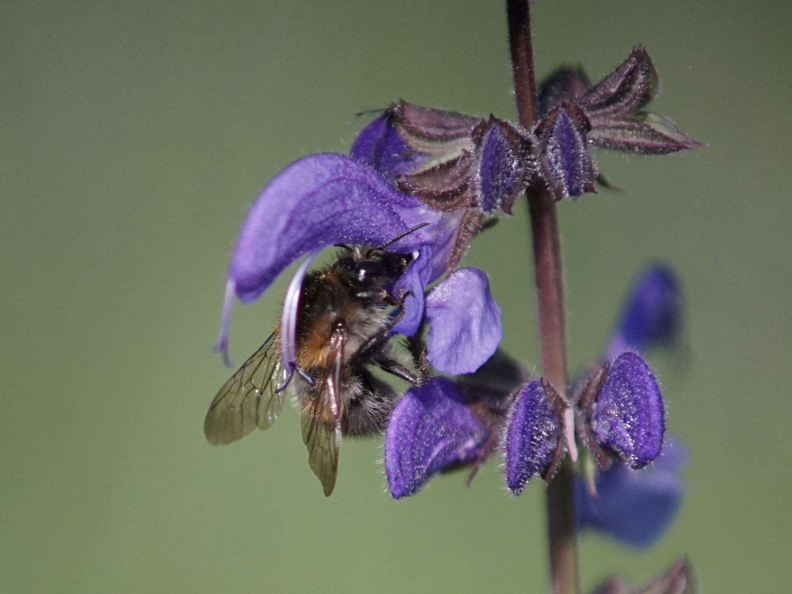 Nektar tanken Nektar tanken
