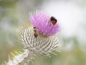 Nektarparadies Distelblüte Nektarparadies Distelblüte