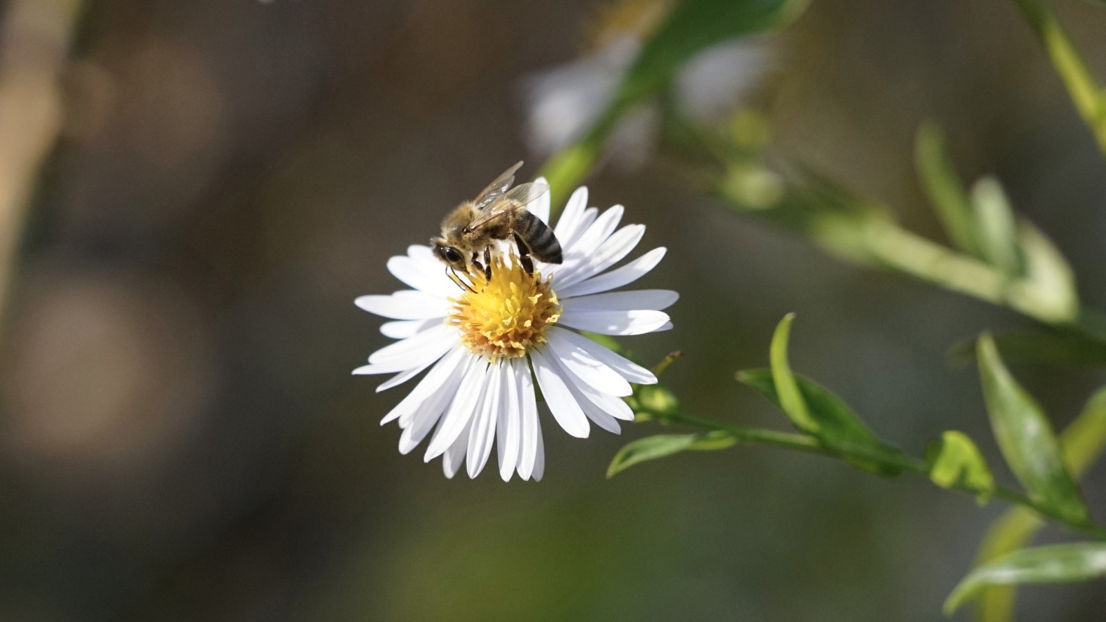 Nektarsammlerin auf Blüte im Oktober Nektarsammlerin auf Blüte im Oktober