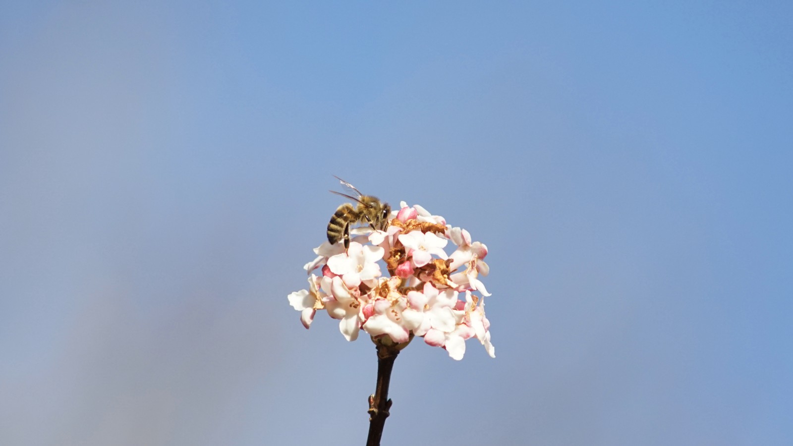 Nektarsuche im Januar Nektarsuche im Januar