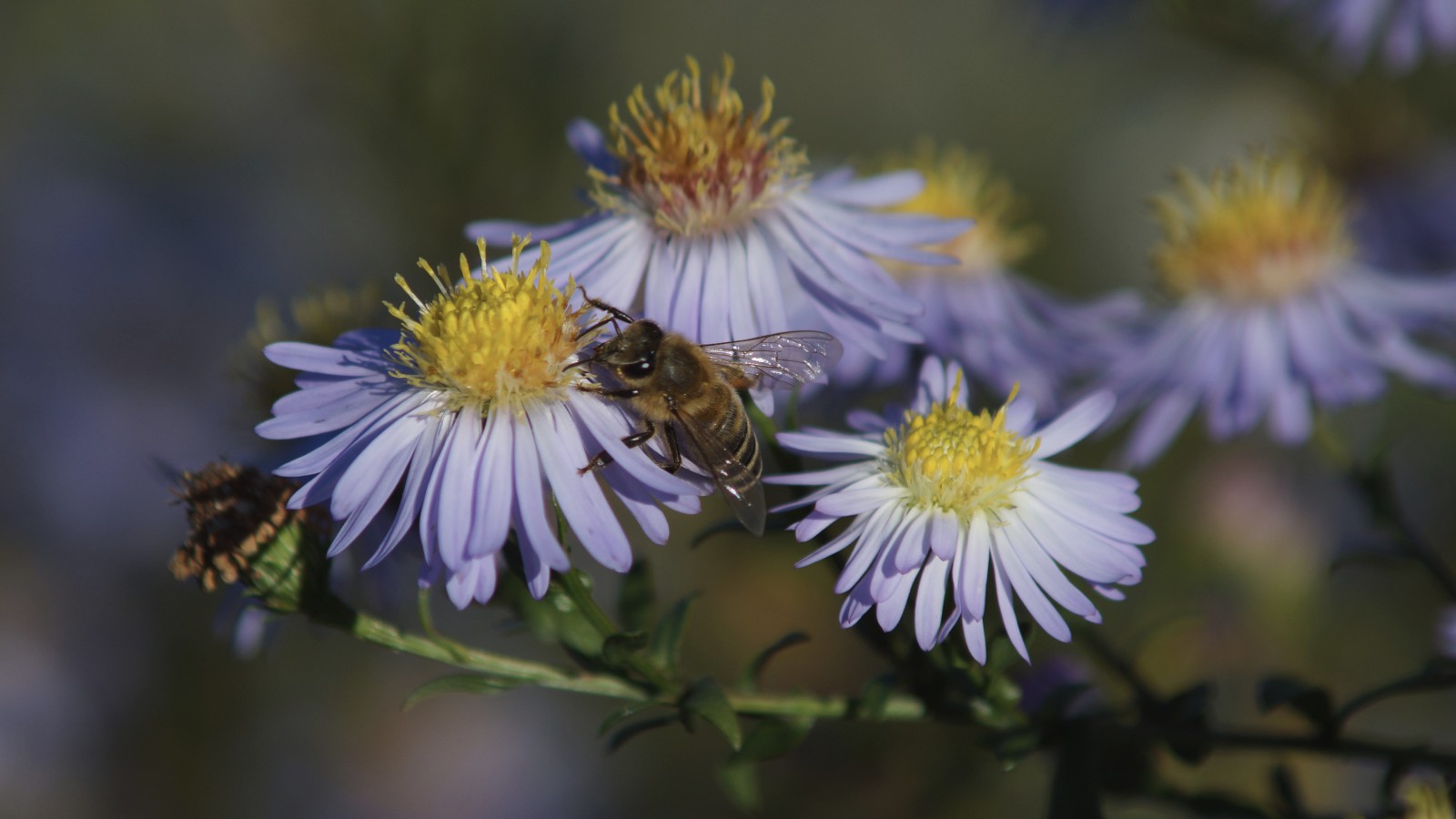 Noch fleißig am sammeln Noch fleißig am sammeln