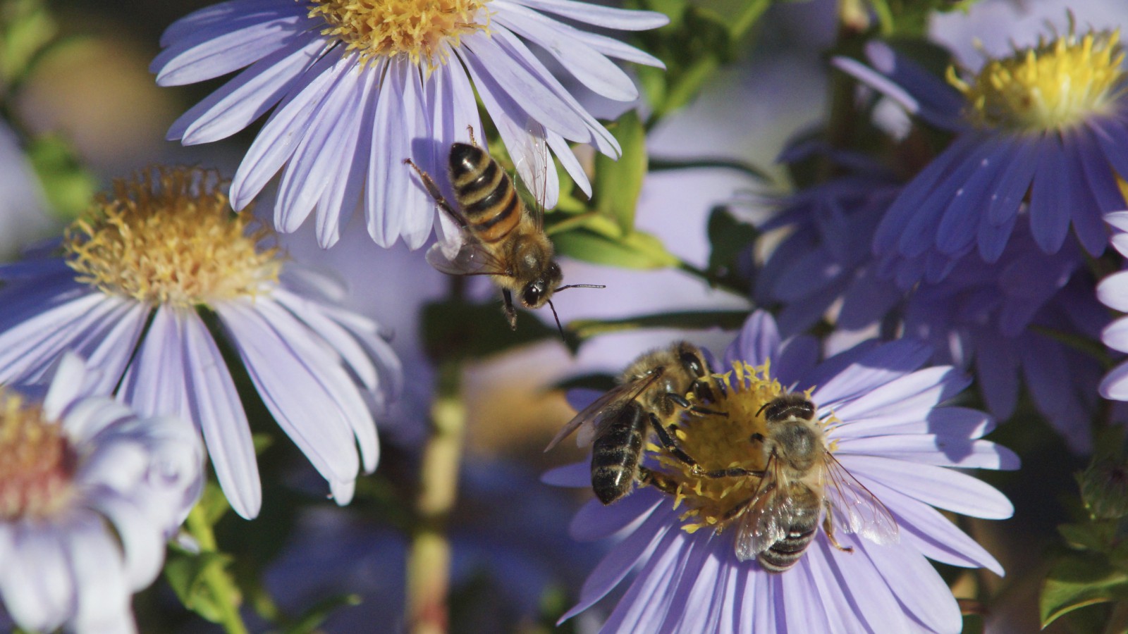 Noch fleißig unterwegs Noch fleißig unterwegs