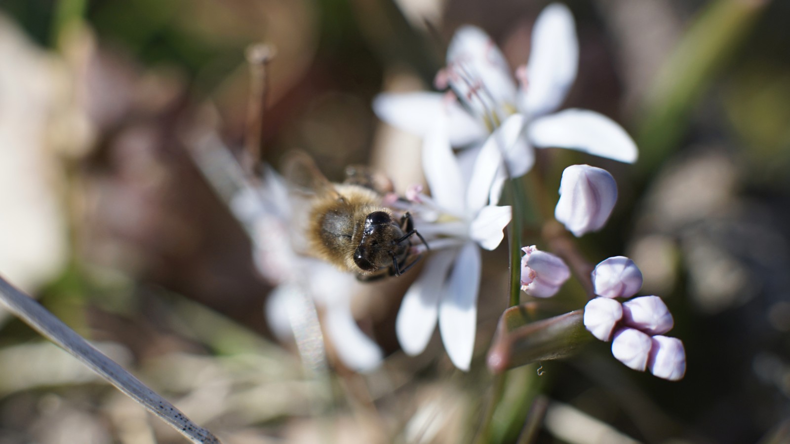 Schau dem Frühling in die Augen Schau dem Frühling in die Augen