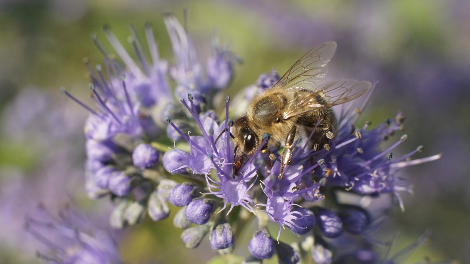 Septemberbiene Septemberbiene