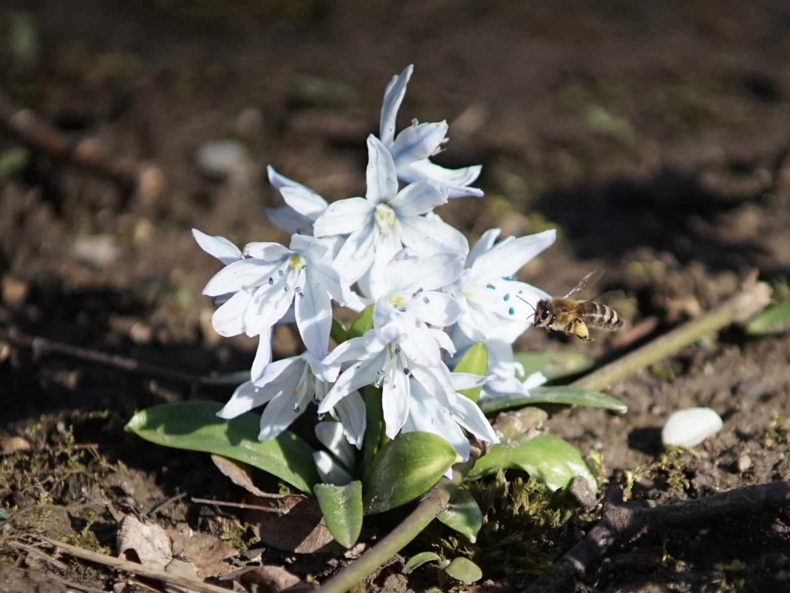 Sternhyazinthe mit Biene Sternhyazinthe mit Biene