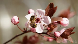 Verlockende Kischblüte Verlockende Kischblüte