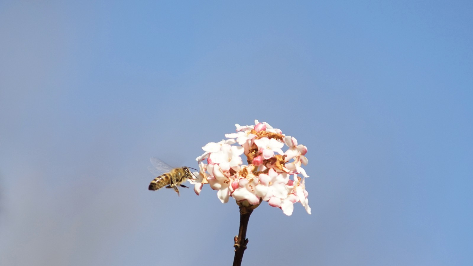 Verlockender Duft am Neujahrstag Verlockender Duft am Neujahrstag