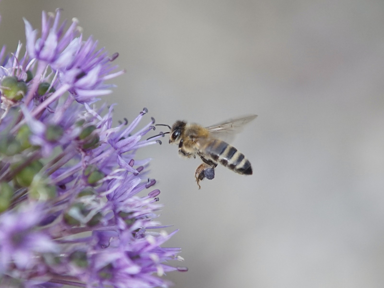 Von diesen Nektar will ich mehr Von diesen Nektar will ich mehr