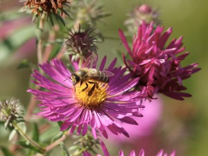 Weiter zur nächsten Asternblüte Weiter zur nächsten Asternblüte